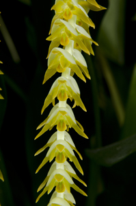 Dendrochilum magnum 'Arnie' FCC